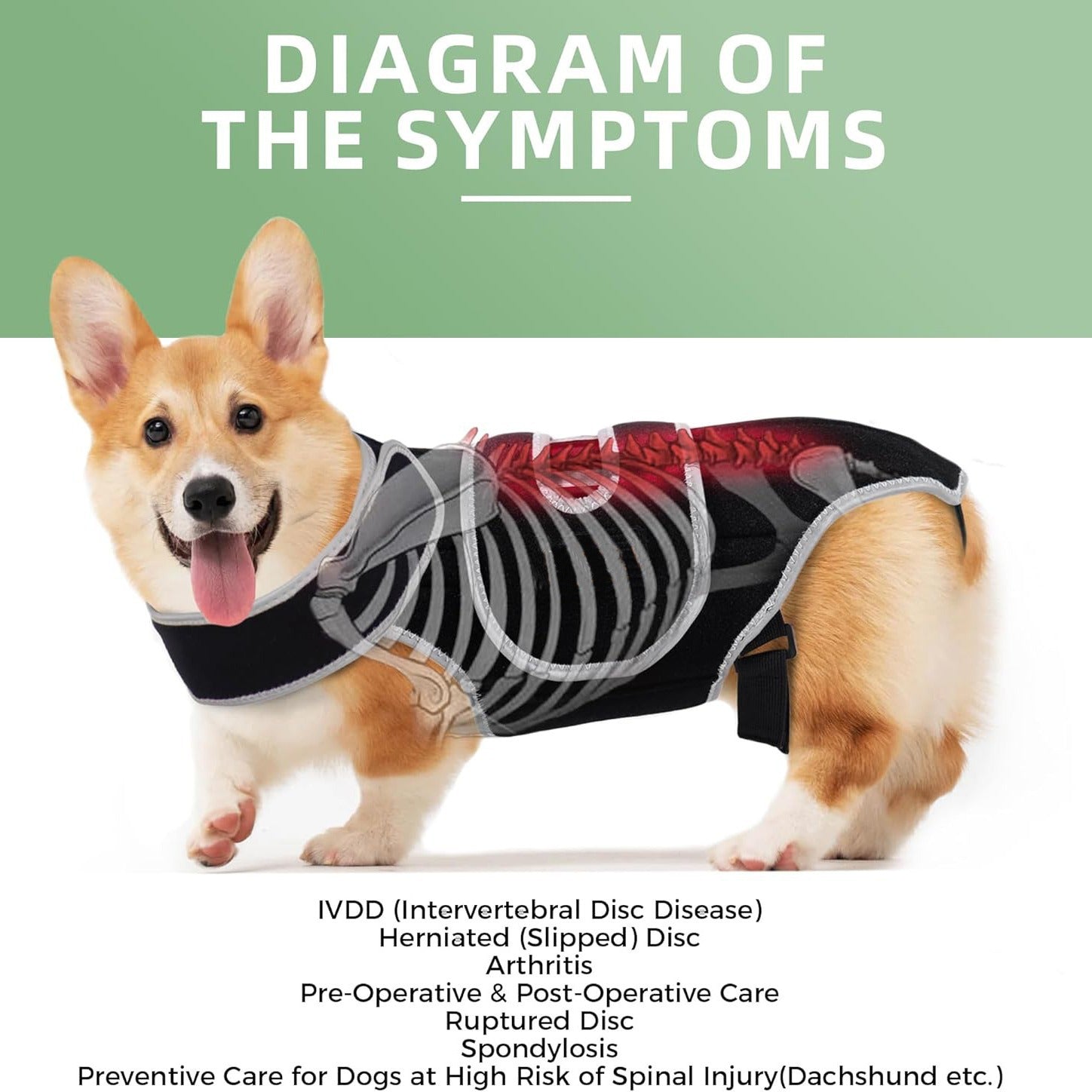 Colete de suporte para cães com lesão de disco intervertebral, cinto de proteção contra fraturas na coluna, suporte lombar para cães de grande porte.